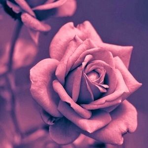 Meet your Posher, Rosa